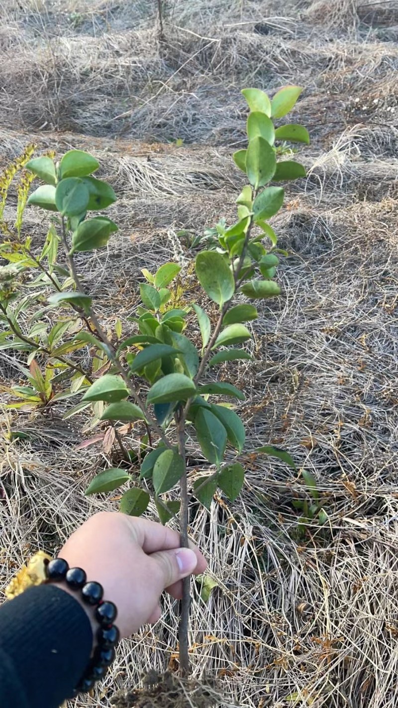 出售茶梅小毛球，裸根苗。