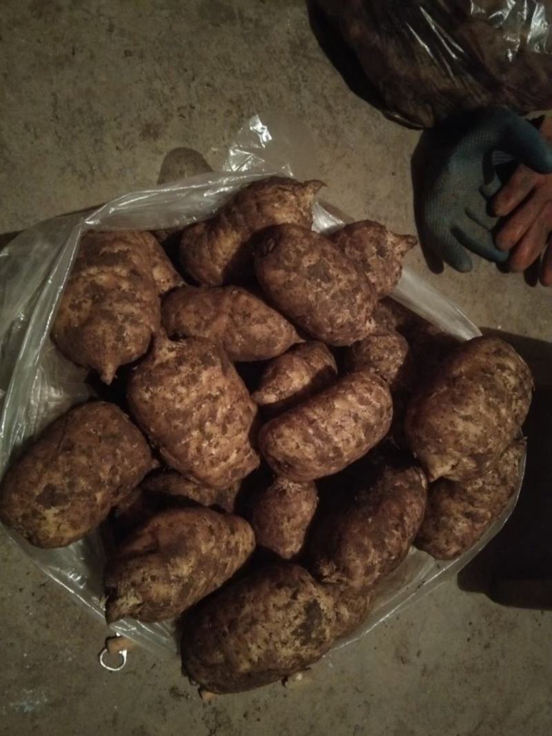 云南天麻，昭通天麻天麻原产地发货，新鲜天麻