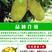 菠萝蜜苗新品种12号8号1号菠萝蜜嫁接苗带土带叶