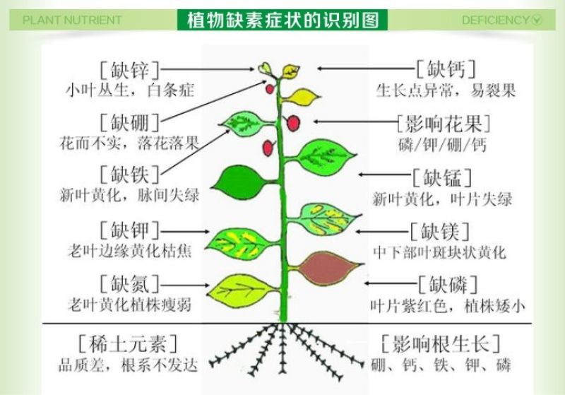 微量元素钙镁锌钼靶铁锰