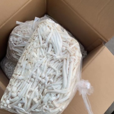 白玉菇金针菇杏鲍菇基地