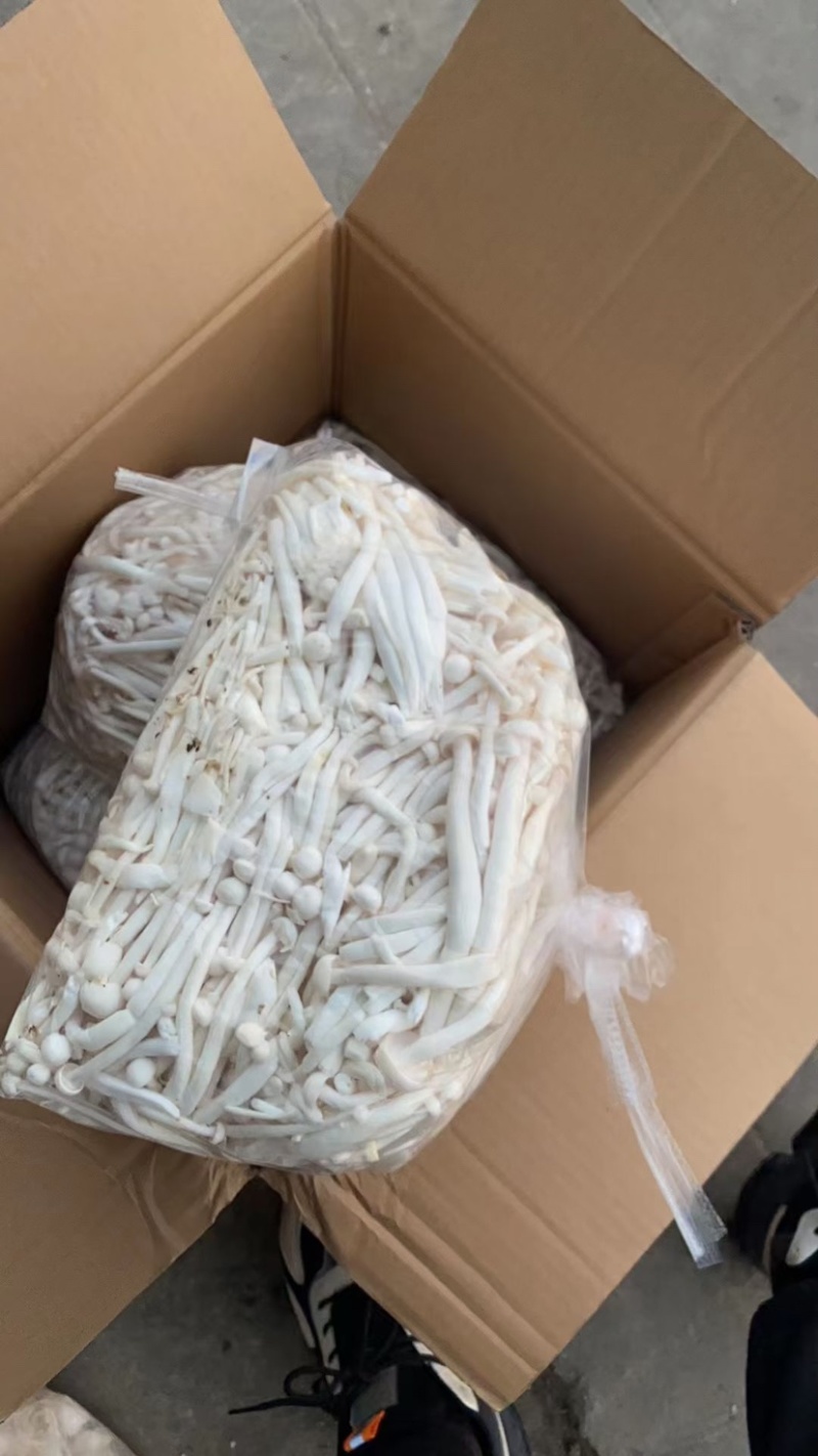 白玉菇金针菇杏鲍菇基地