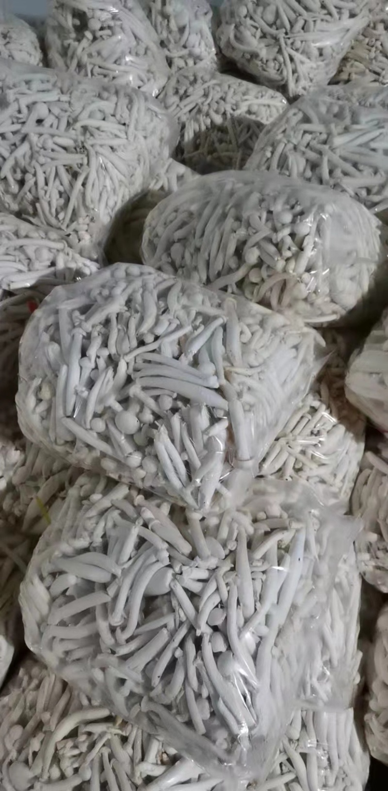 白玉菇金针菇杏鲍菇基地