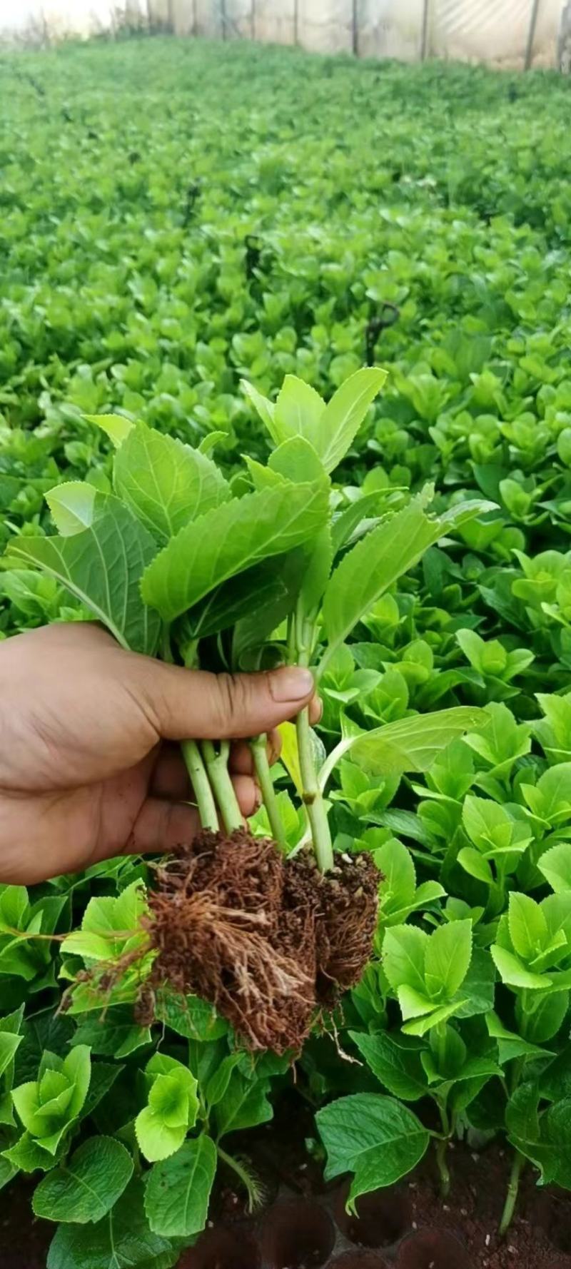 无尽夏绣球种苗货源充足量大优惠欢迎咨询联系