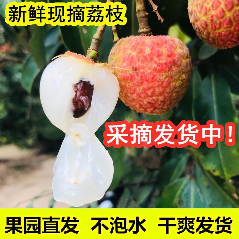 荔枝7一8月
