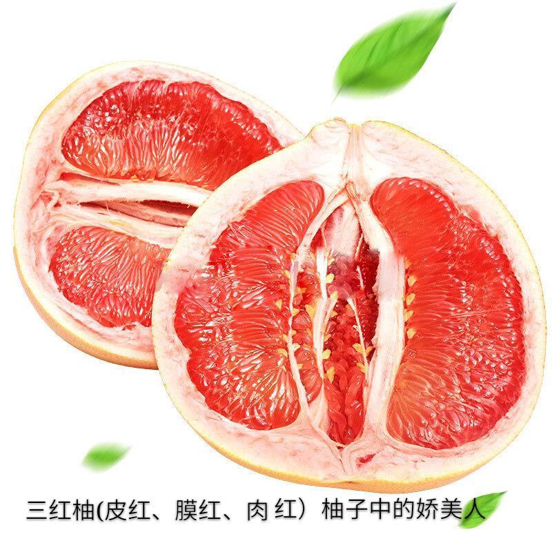 三红柚10月出