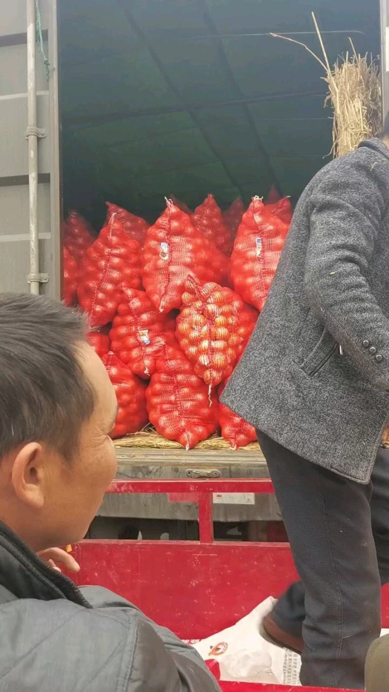 湖南麻阳冰糖橙产地大量现货一手货源，芦柑低到四毛一斤，
