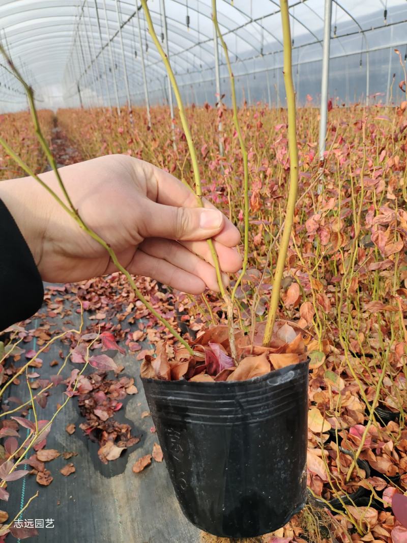 绿宝石蓝莓组培苗，根系发达，成活率高