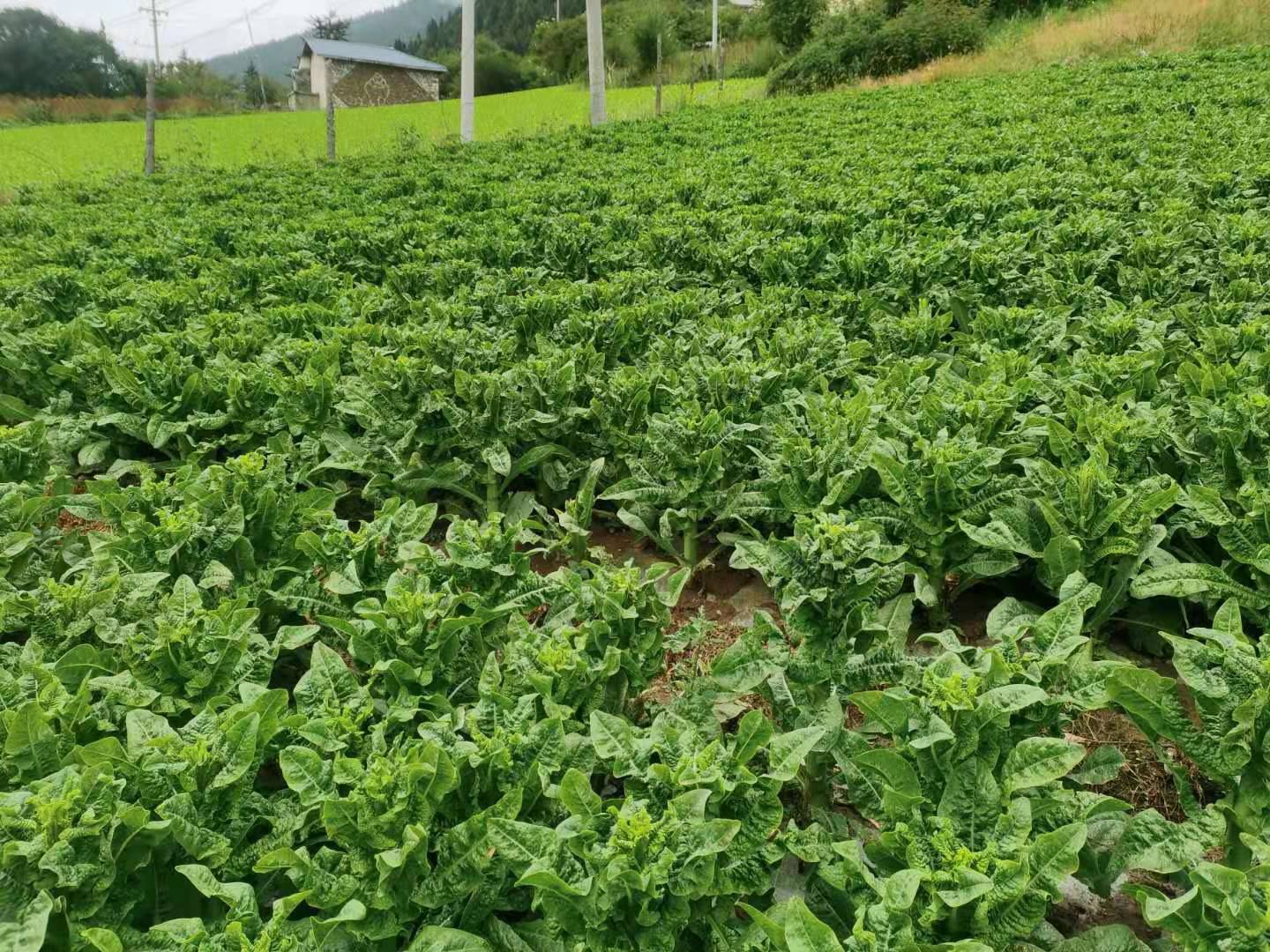 一株完整的莴苣生长在田地中,叶片呈放射状展开,颜色为鲜绿色,叶面光滑略有褶皱,根部清晰可见,背景为田园土壤环境 莴苣植株全景图