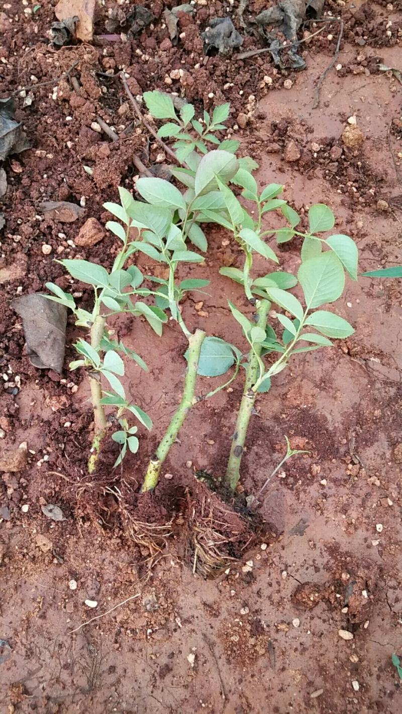 食用玫瑰苗滇红种苗鲜花可用做鲜花饼10~20cm