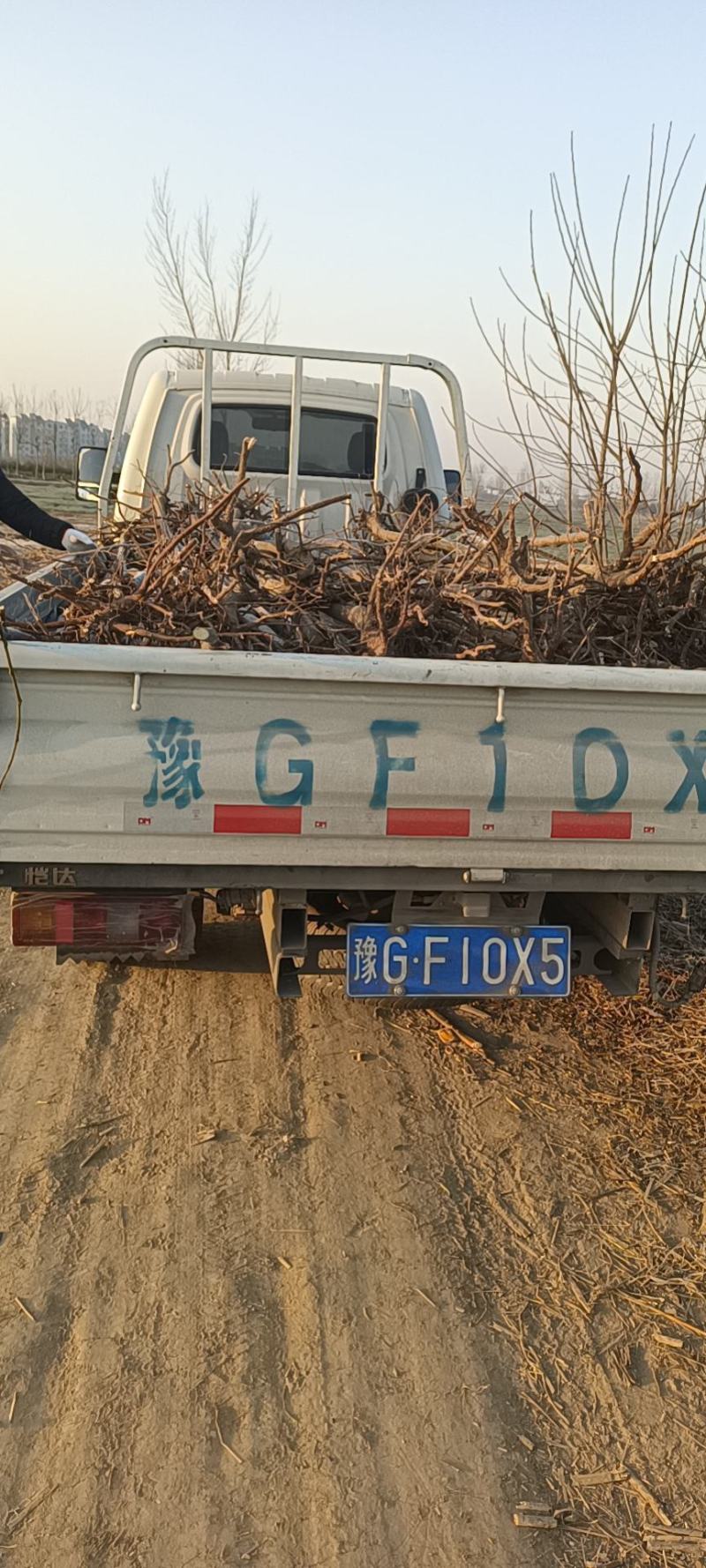 苦楝树苗