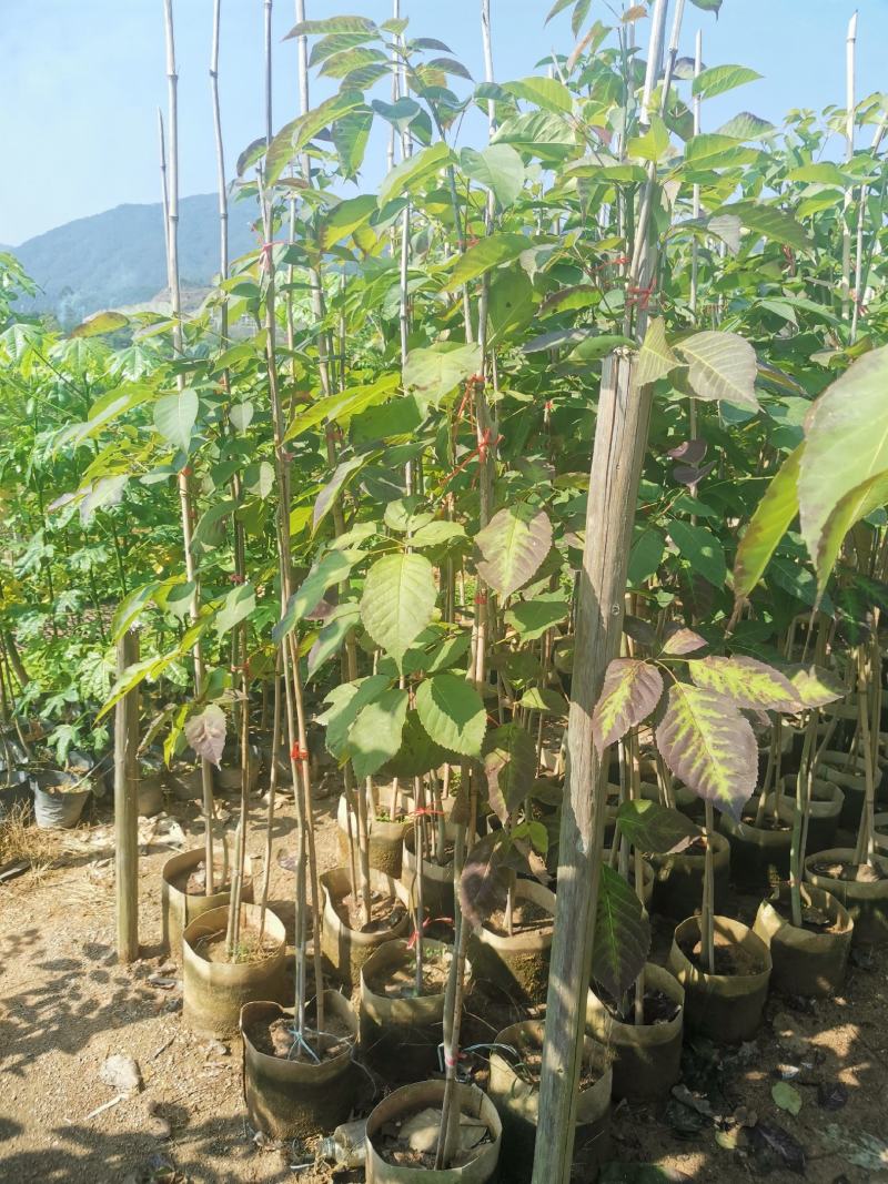 紫花风铃木美植袋