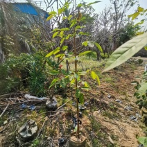 紫花风铃木美植袋