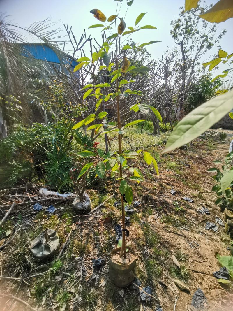紫花风铃木美植袋