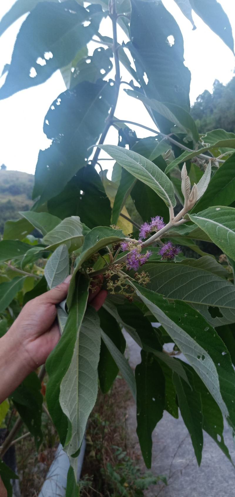 贵州高原野生中药材，紫珠叶，自然晒干，无硫