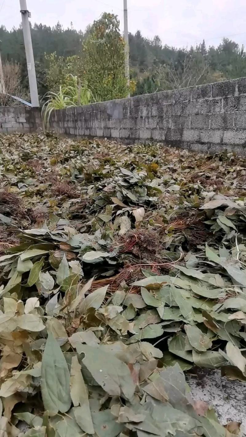 无根淫羊藿扎把全干货，带根带叶淫羊藿干货