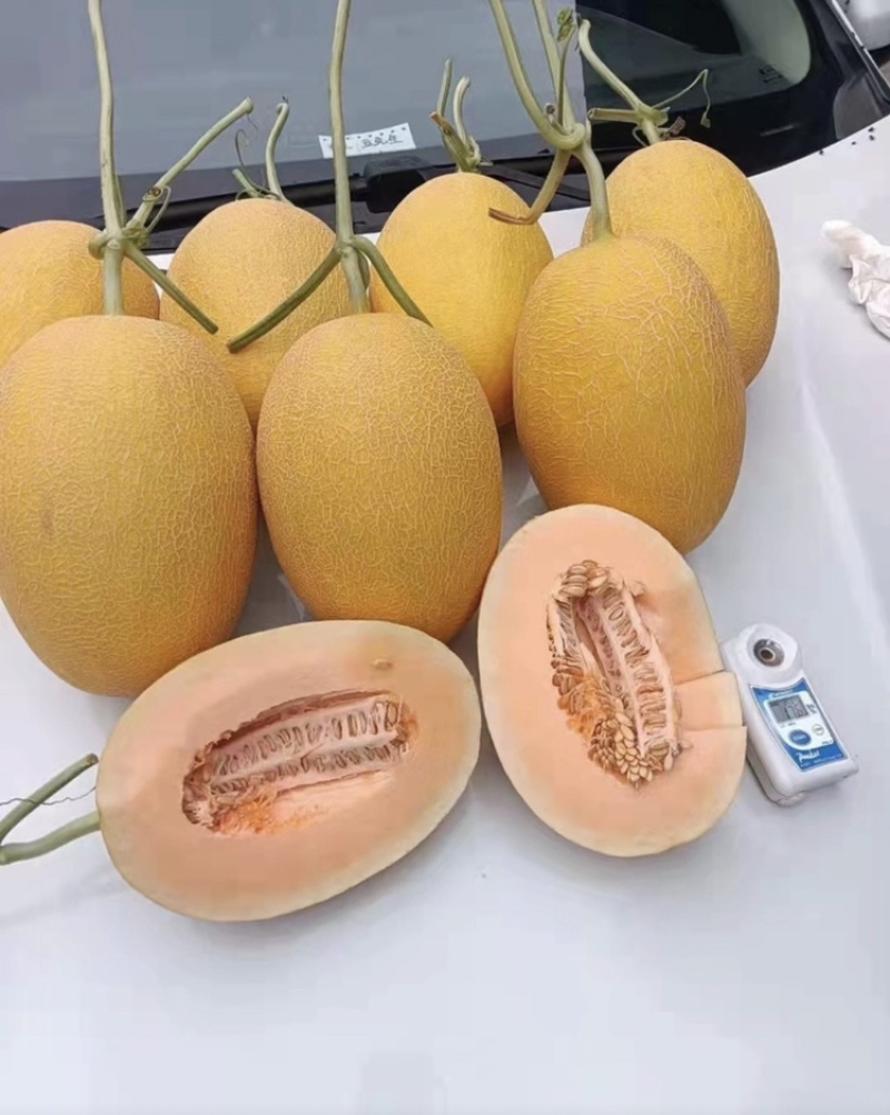 西州蜜瓜晓蜜25号直供电商市场赶集货一手货源