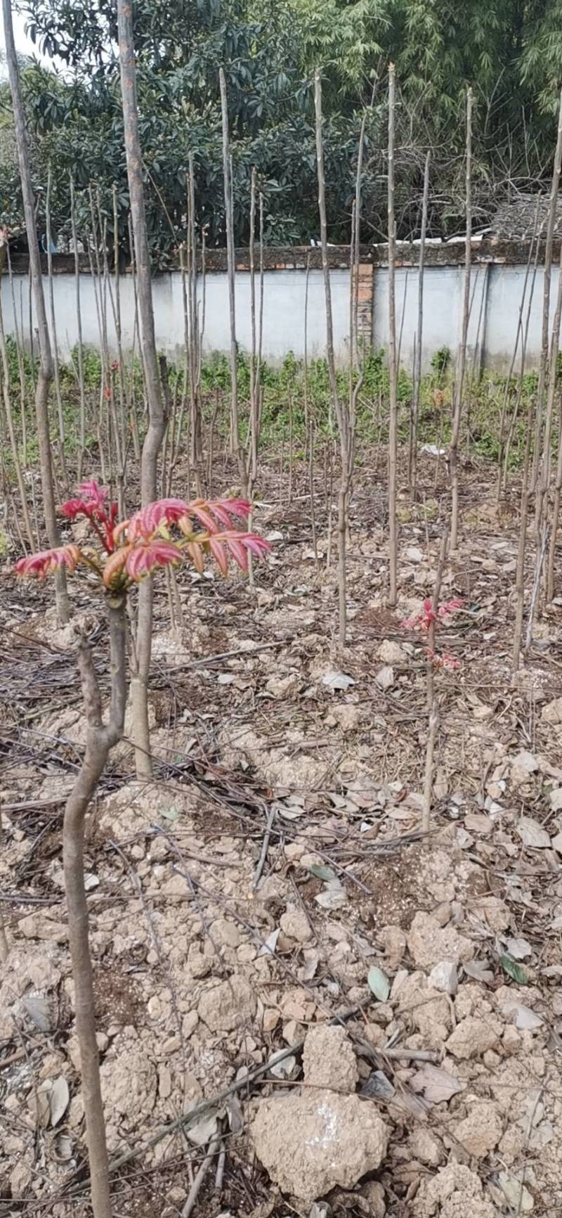 百亩农业基地香椿芽无农残