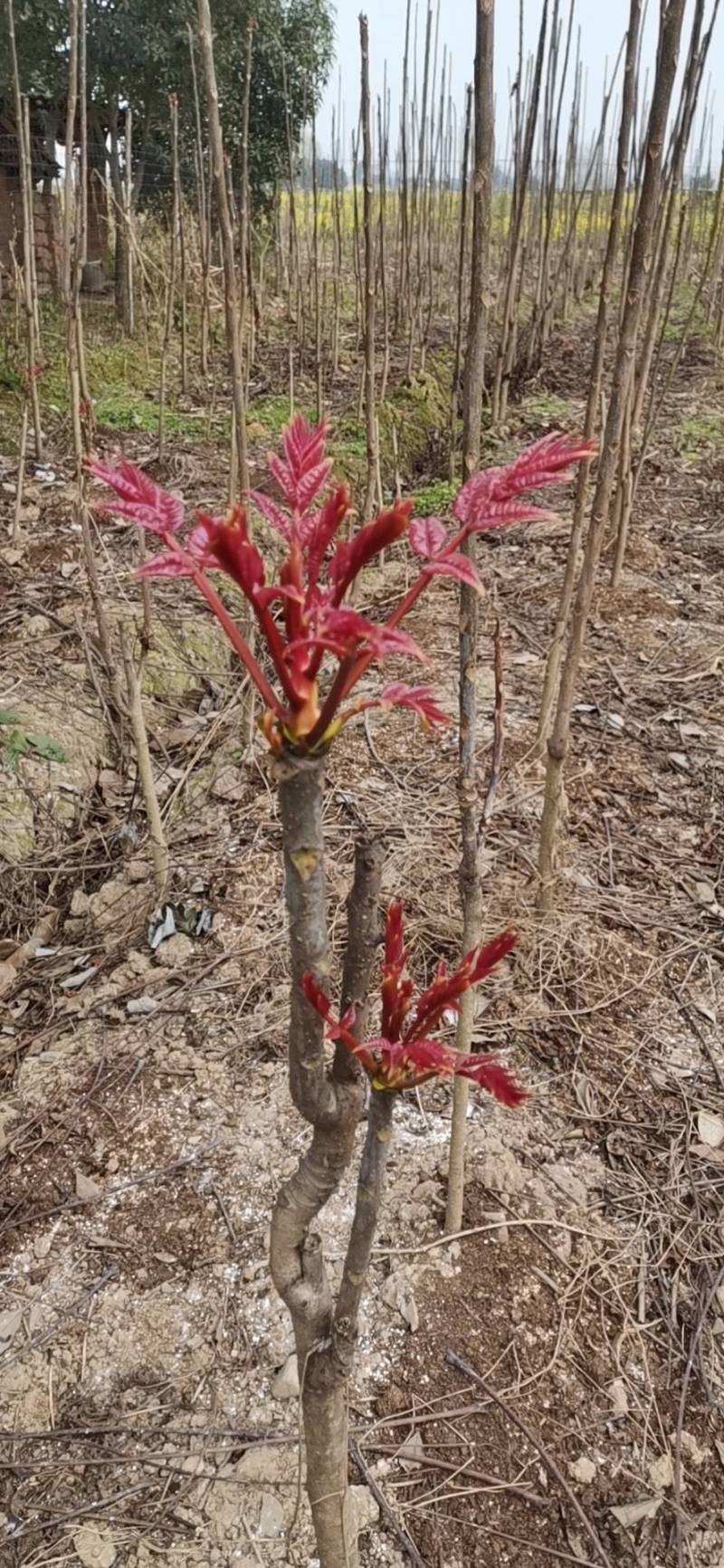 百亩农业基地香椿芽无农残