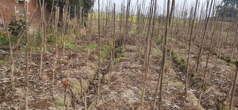 百亩农业基地香椿芽无农残