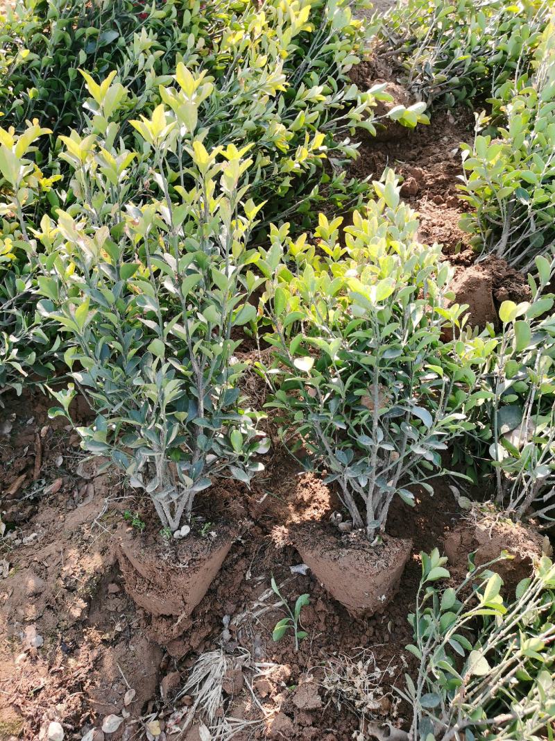 冬青球40-50公分大叶黄杨球基地现挖现卖保证成活率