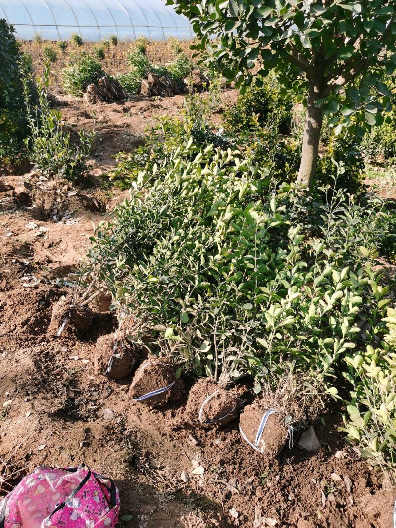 冬青球40-50公分大叶黄杨球基地现挖现卖保证成活率