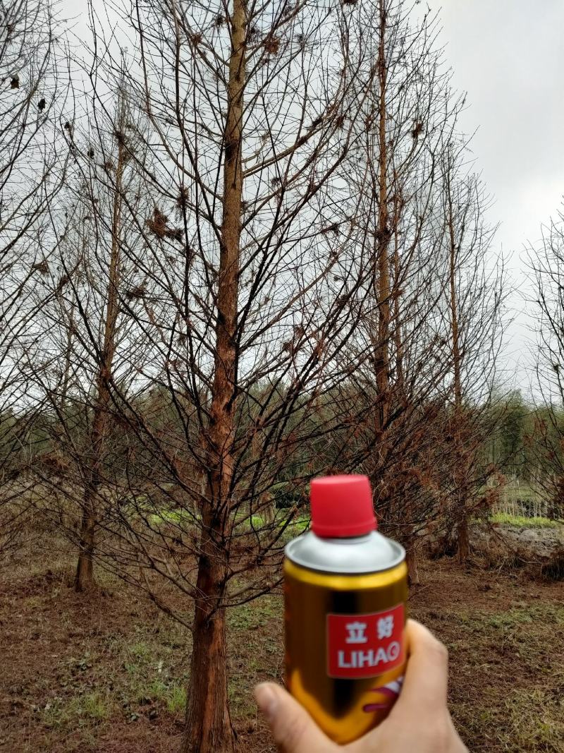 水杉落叶杉货源充足，价格实惠，可线上看货用于工程用