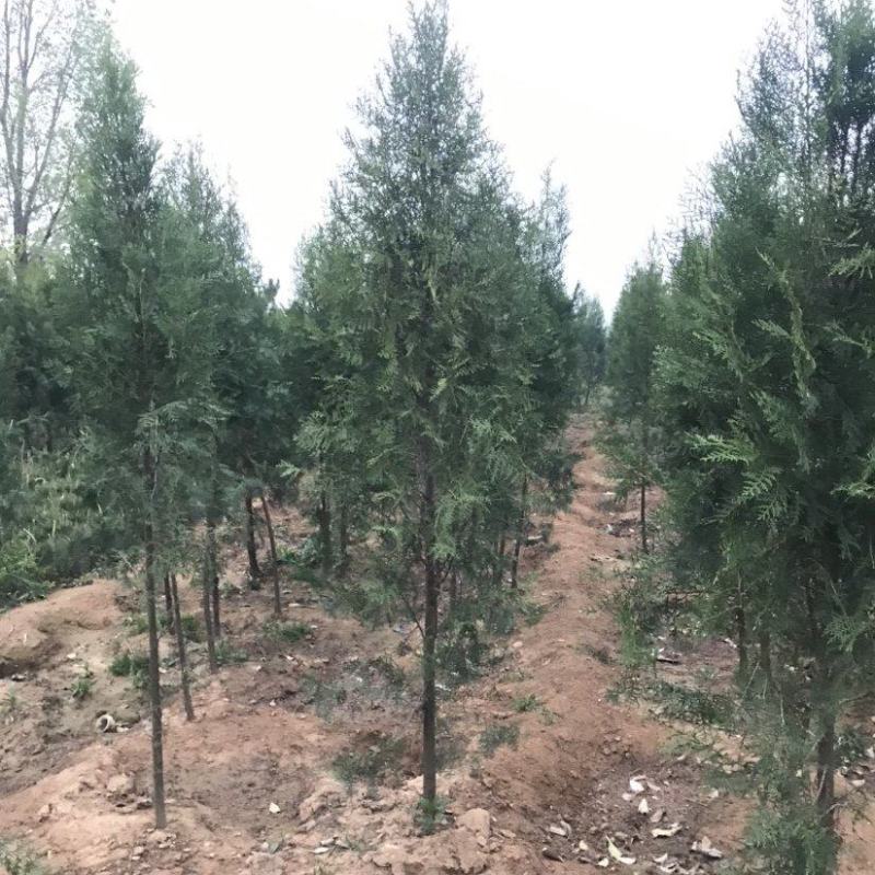 柏树，侧柏
