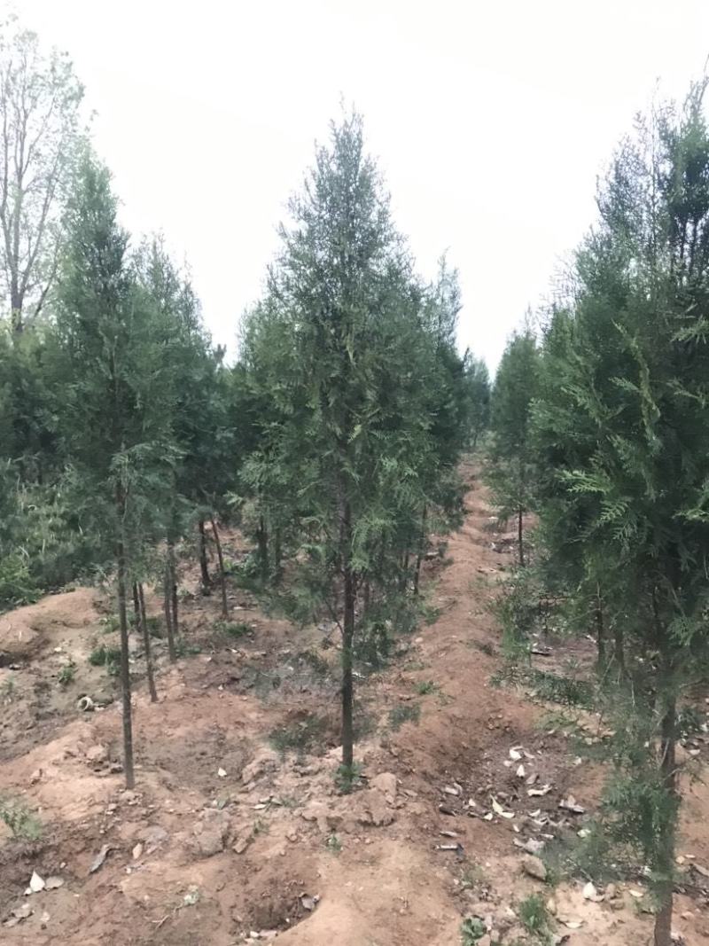 柏树，侧柏