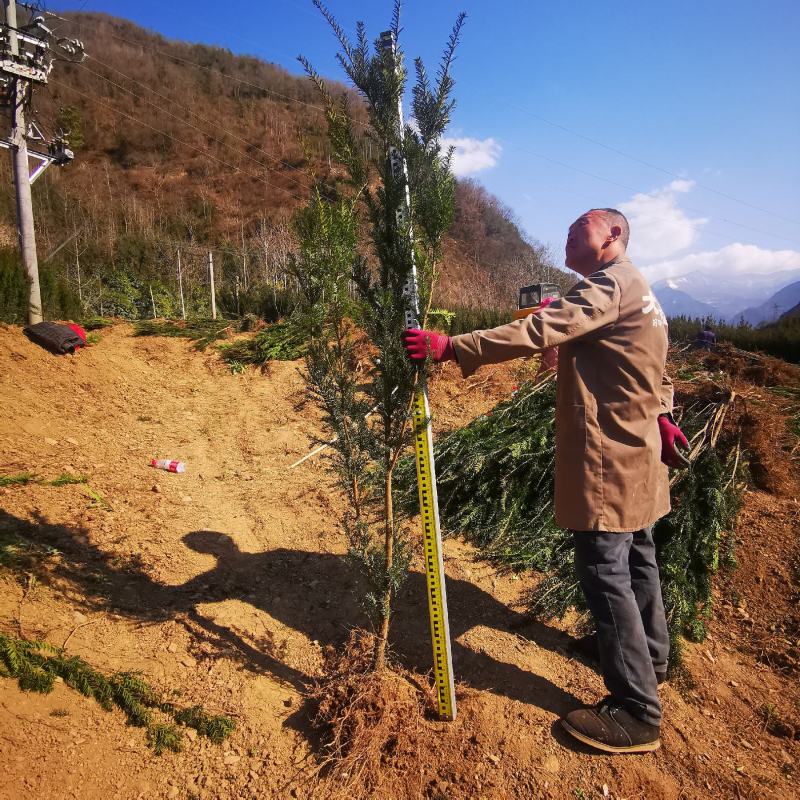 四川“夏禹林”曼地亚红豆杉占地用裸根、带土球苗，基地发货