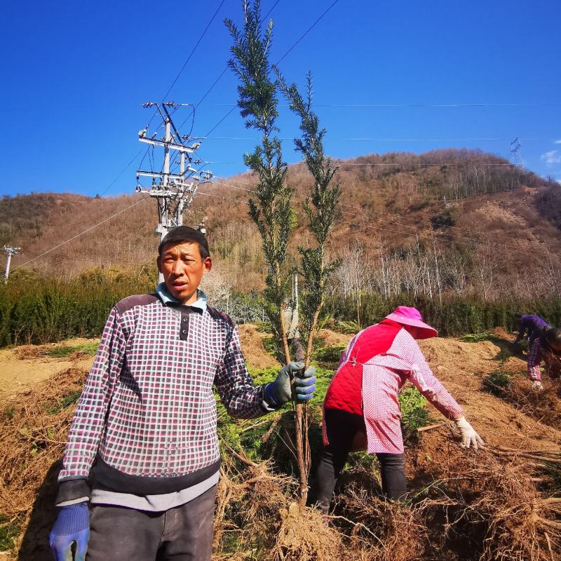 四川“夏禹林”曼地亚红豆杉占地用裸根、带土球苗，基地发货