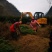四川“夏禹林”曼地亚红豆杉占地用裸根、带土球苗，基地发货