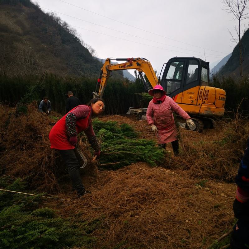 四川“夏禹林”曼地亚红豆杉占地用裸根、带土球苗，基地发货