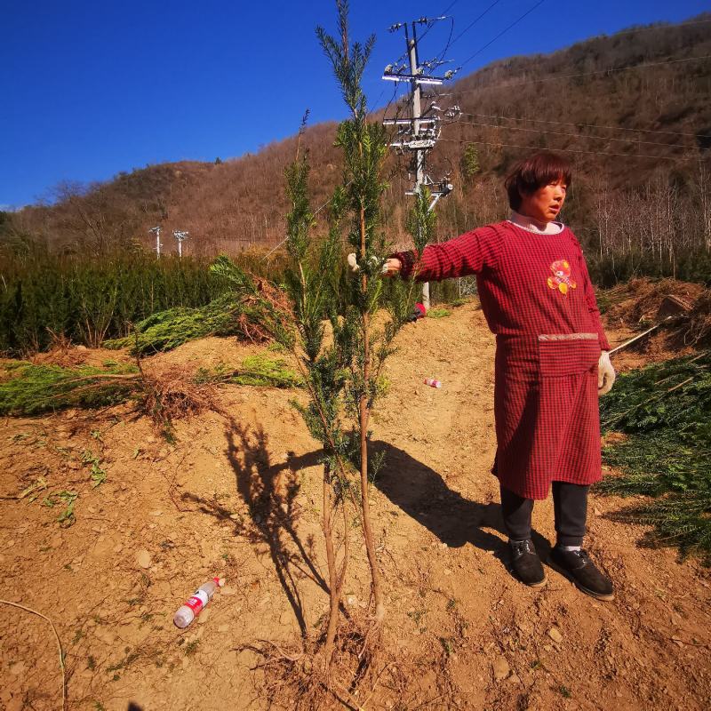 四川“夏禹林”曼地亚红豆杉占地用裸根、带土球苗，基地发货