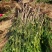 四川“夏禹林”曼地亚红豆杉占地用裸根、带土球苗，基地发货