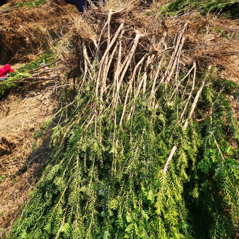 四川“夏禹林”曼地亚红豆杉占地用裸根、带土球苗，基地发货