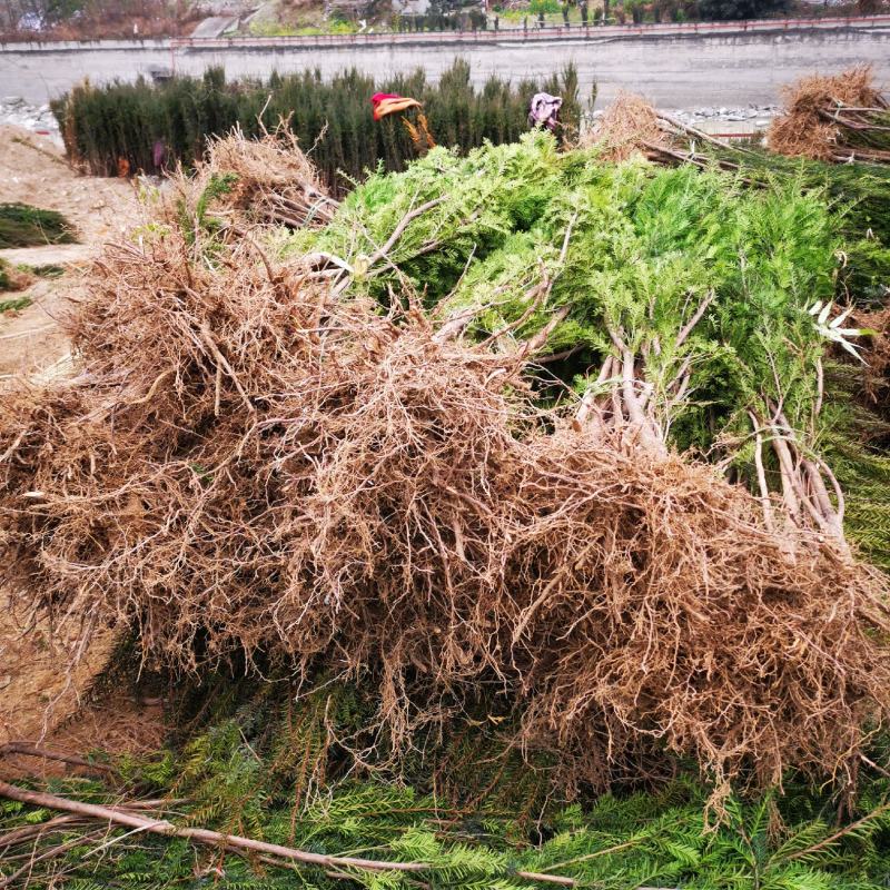 四川“夏禹林”曼地亚红豆杉占地用裸根、带土球苗，基地发货
