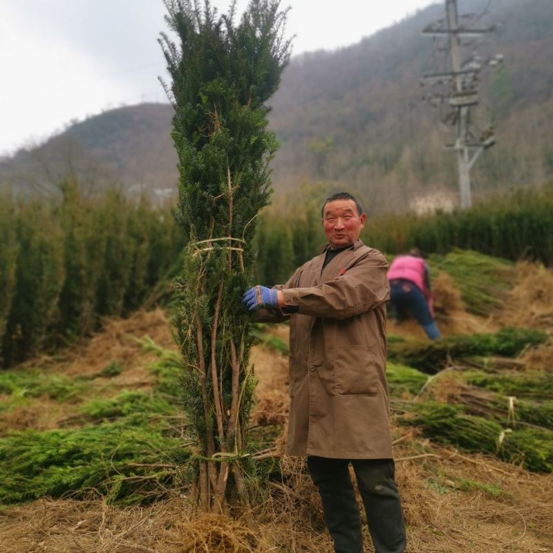 四川“夏禹林”曼地亚红豆杉占地用裸根、带土球苗，基地发货