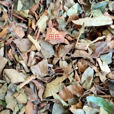 野生广西中药材无硫黄牛茶黄牛木叶干货自然晒干