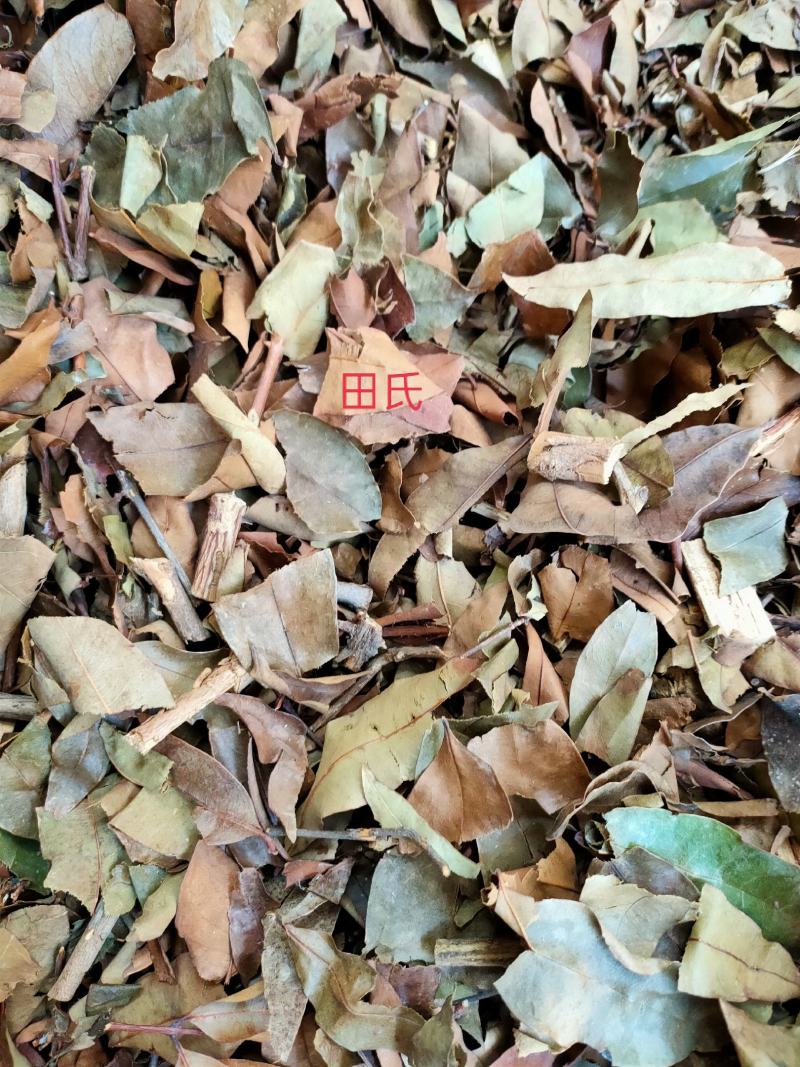 野生广西中药材无硫黄牛茶黄牛木叶干货自然晒干
