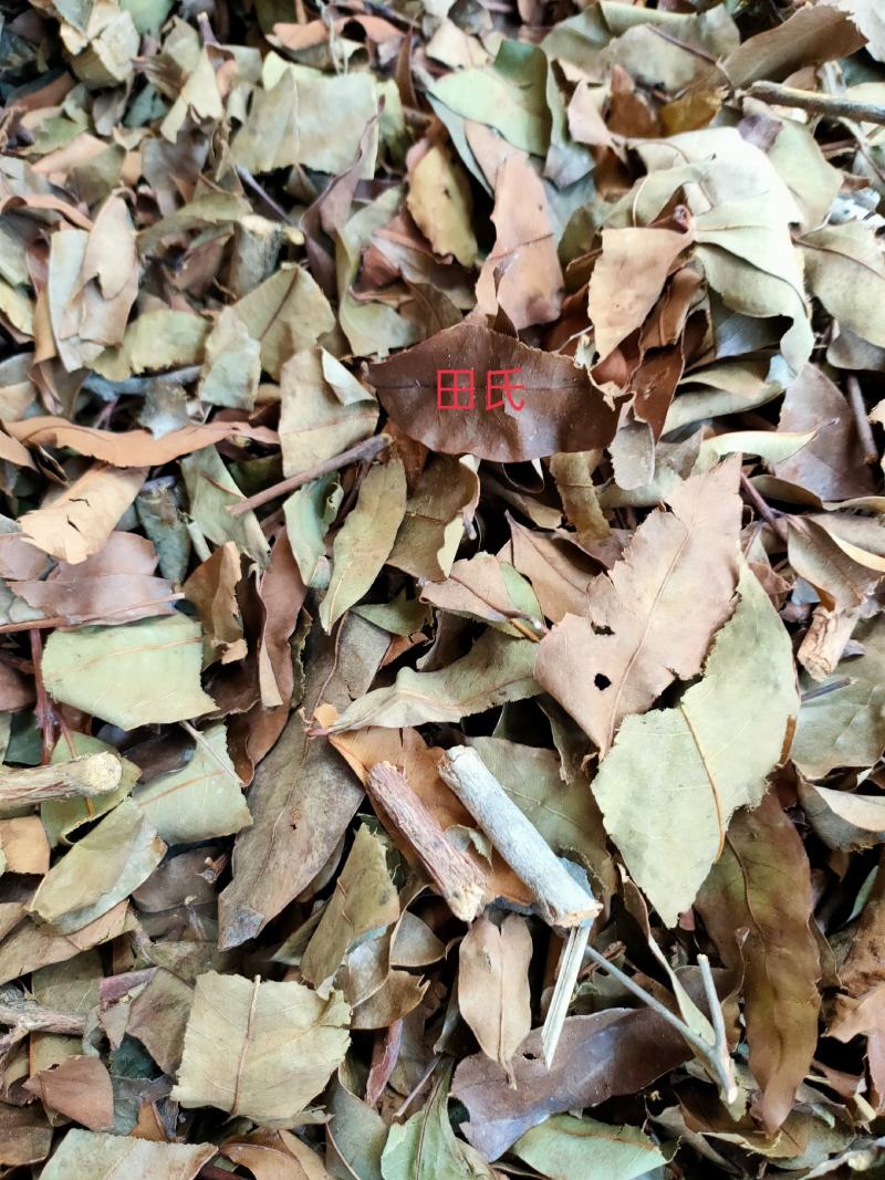 野生广西中药材无硫黄牛茶黄牛木叶干货自然晒干