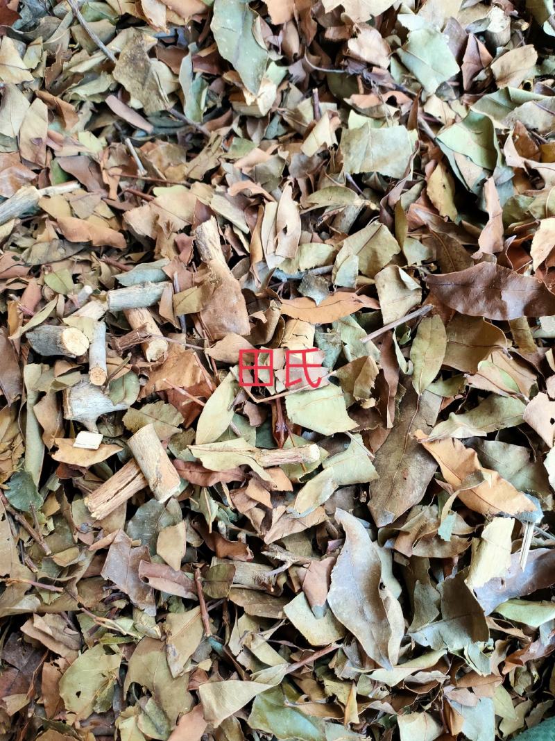 野生广西中药材无硫黄牛茶黄牛木叶干货自然晒干