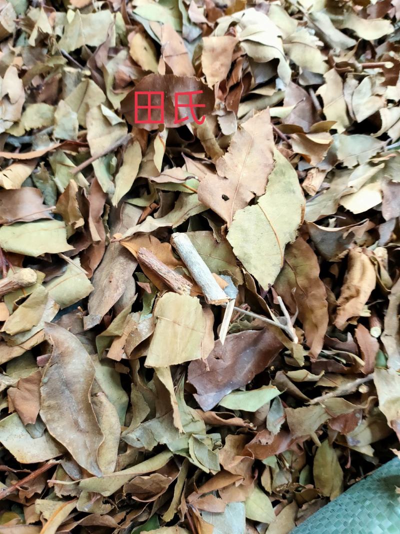 野生广西中药材无硫黄牛茶黄牛木叶干货自然晒干