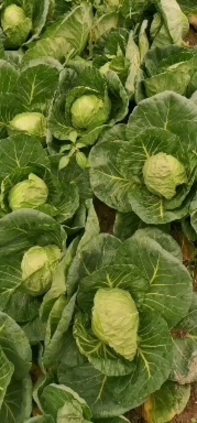河北邯郸永年蔬菜代收，代卖