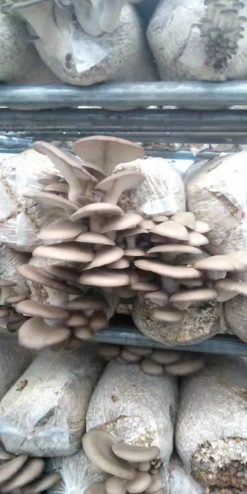 各类菌棒出售