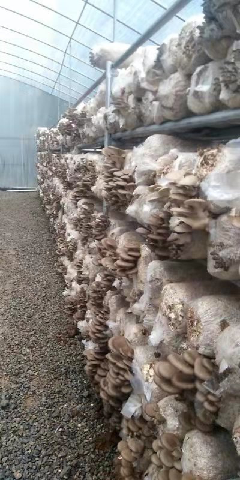 各类菌棒出售