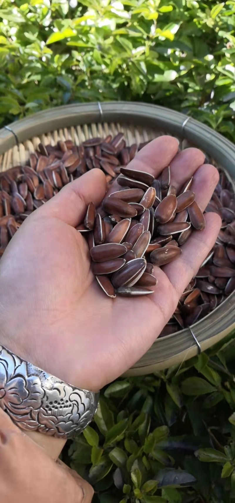 云南红皮葵花籽壳簿甜糯口感好