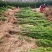 四川“夏禹林”曼地亚红豆杉占地用裸根、带土球苗，基地发货
