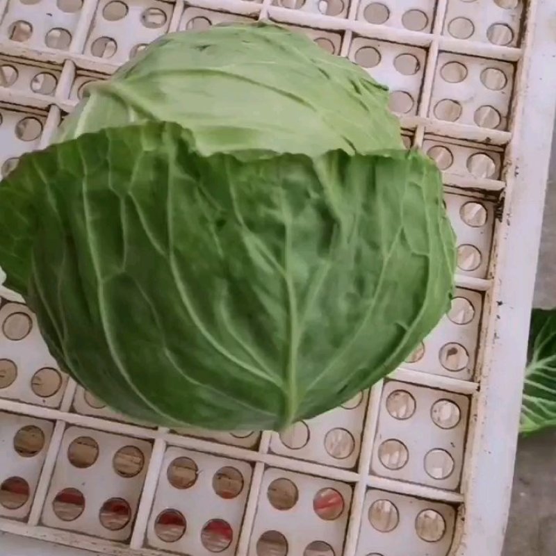 河北甘蓝大量有货产地直发质量好全国代发欢迎咨询选购