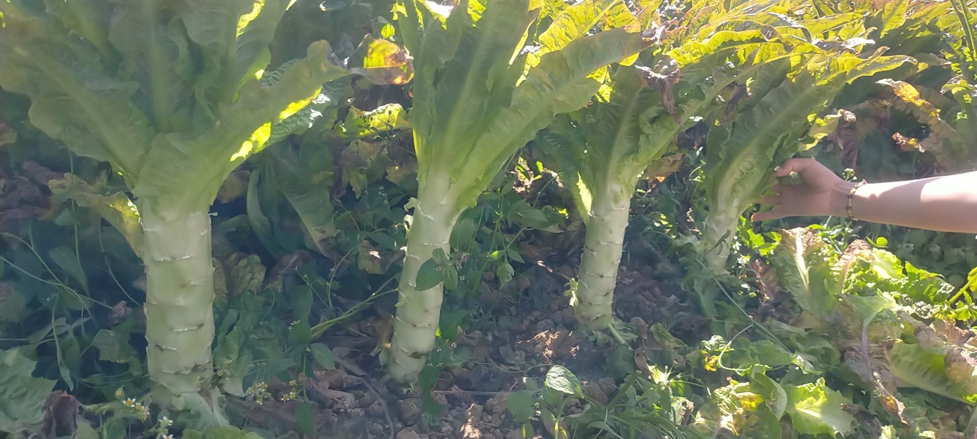 湖北紫菜苔田间生长实景